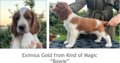 Eximius Gold from Kind of Magic “Bowie”