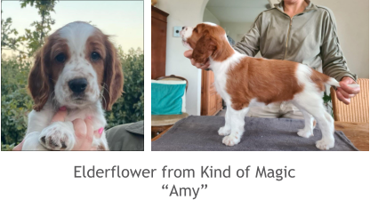 Elderflower from Kind of Magic “Amy”