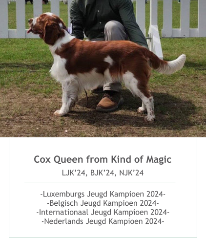 Cox Queen from Kind of Magic  LJK’24, BJK’24, NJK’24   -Luxemburgs Jeugd Kampioen 2024--Belgisch Jeugd Kampioen 2024--Internationaal Jeugd Kampioen 2024--Nederlands Jeugd Kampioen 2024- 