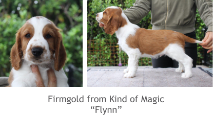 Firmgold from Kind of Magic “Flynn”