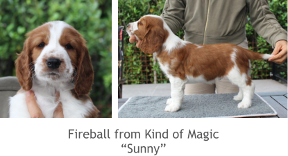 Fireball from Kind of Magic “Sunny”