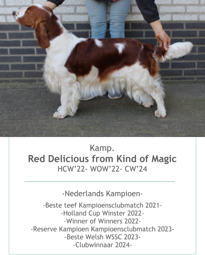 Kamp.Red Delicious from Kind of Magic HCW’22- WOW’22- CW’24  -Nederlands Kampioen- -Beste teef Kampioensclubmatch 2021--Holland Cup Winster 2022--Winner of Winners 2022--Reserve Kampioen Kampioensclubmatch 2023--Beste Welsh WSSC 2023--Clubwinnaar 2024-